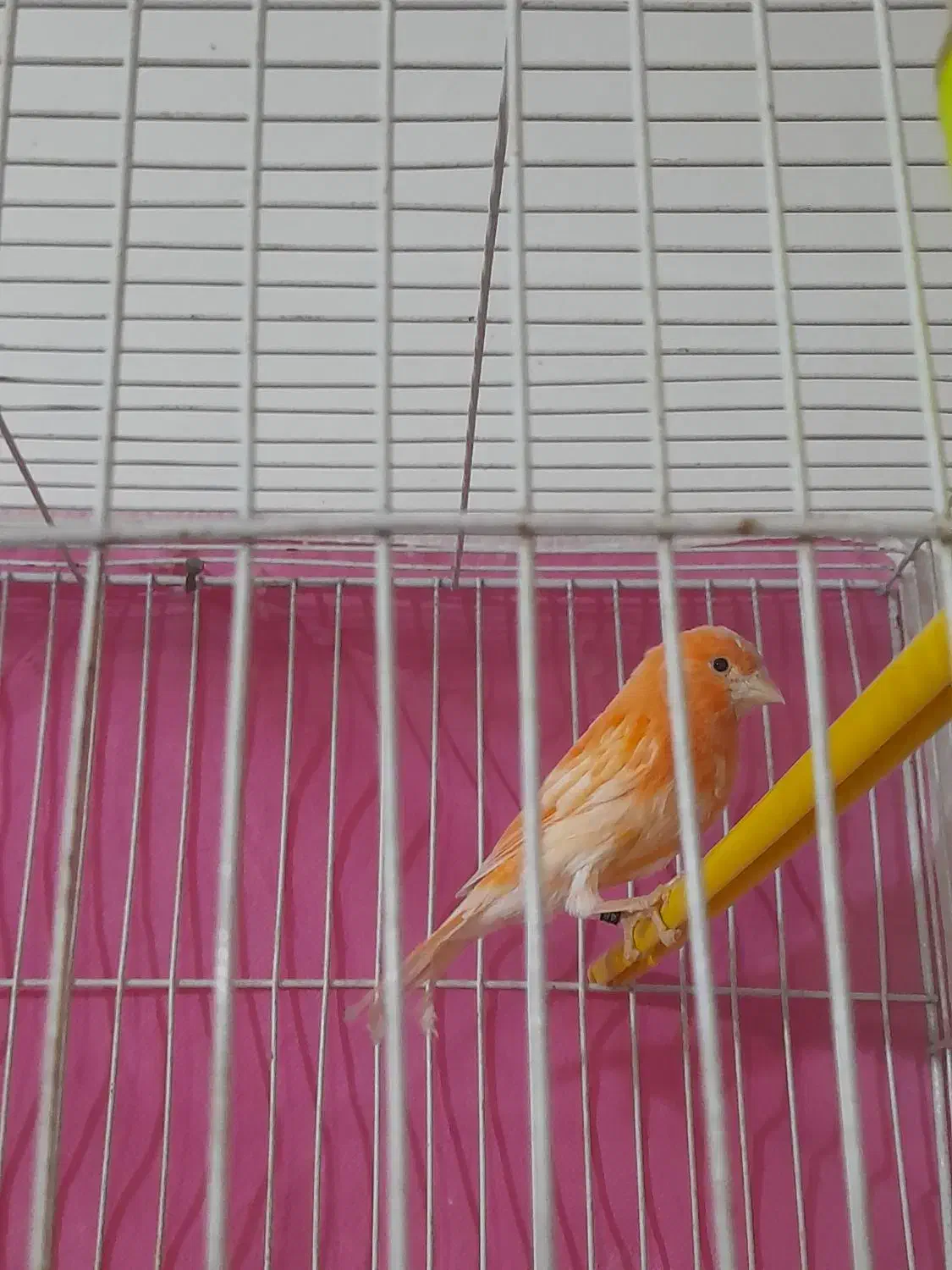 سه عددقناری|پرنده|مشهد, رده|دیوار