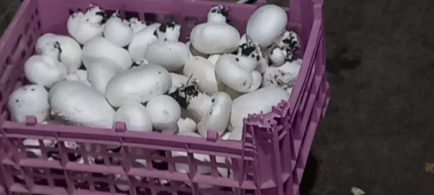 قارچ دکمه ای|خوردنی و آشامیدنی|رضویه, |دیوار