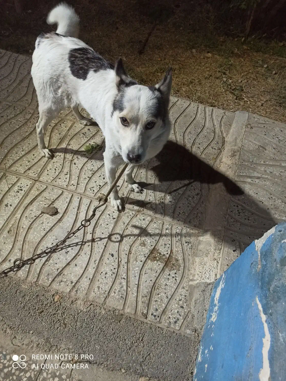 سگ گرگی|سگ|کهریزک, |دیوار