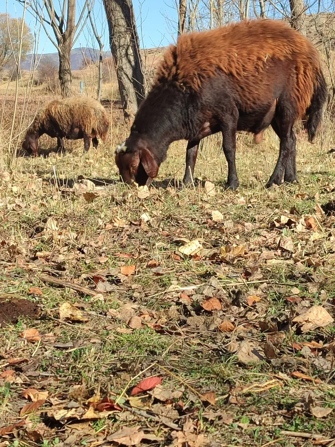 یک راس شیشک قوچ قزل افشار|حیوانات مزرعه|ویلکیج, |دیوار