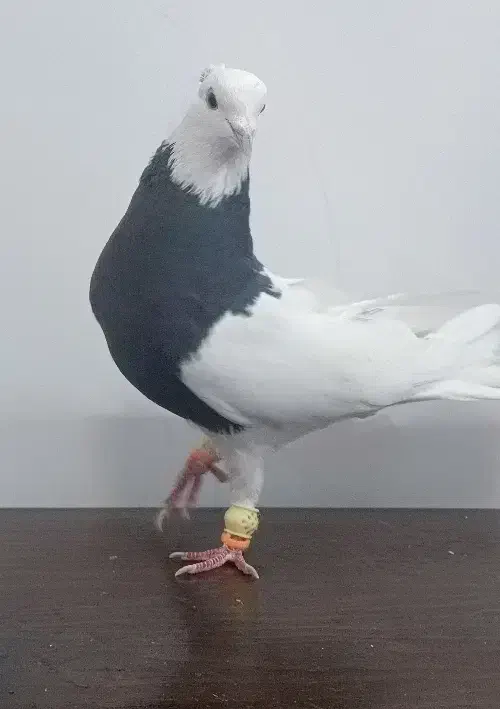 رنگه طوقی سینه|پرنده|مشهد, نوید|دیوار