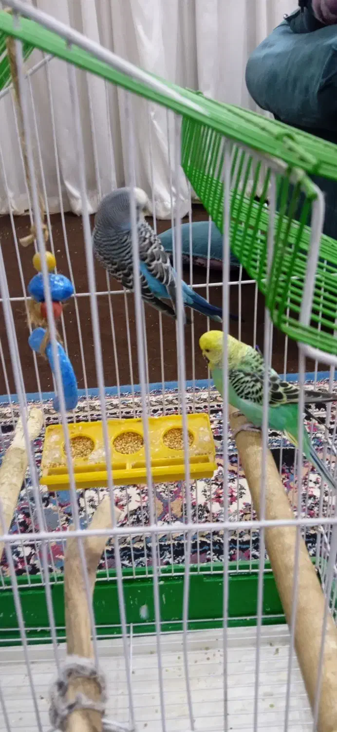 مرغ عشق|پرنده|بومهن, |دیوار