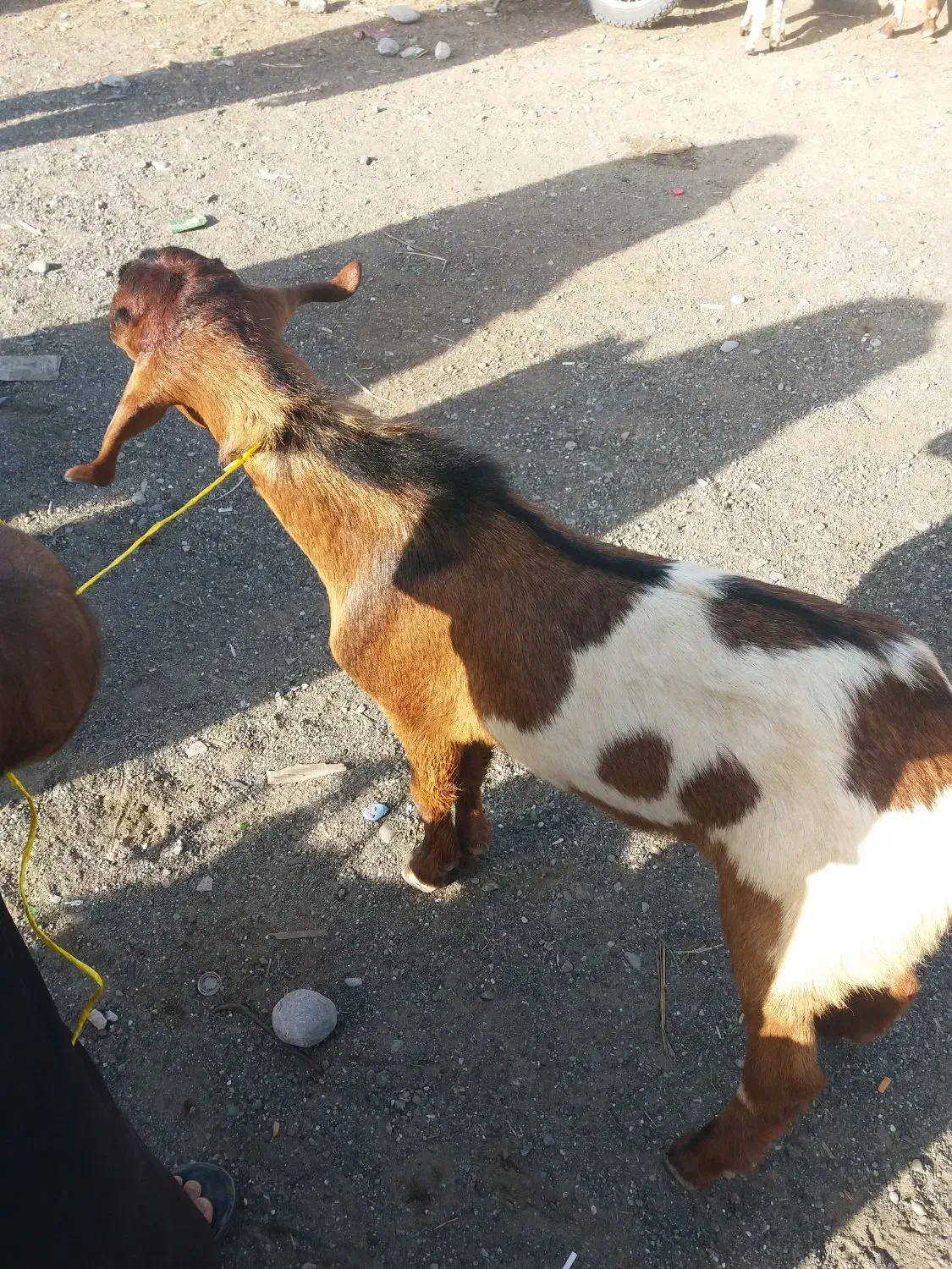 چپشت|حیوانات مزرعه|میناب, |دیوار