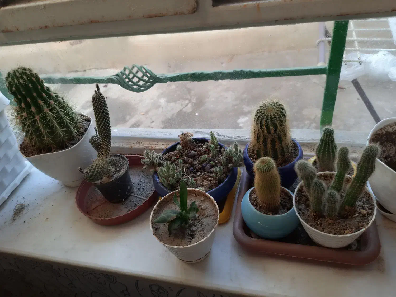 کاکتوس و گل|گل و گیاه طبیعی|شاهین دژ, |دیوار