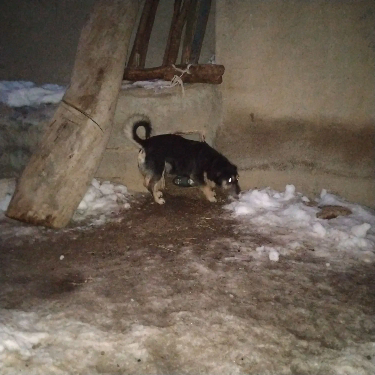 پاکوتا ۲ ساله|سگ|تبریز, |دیوار