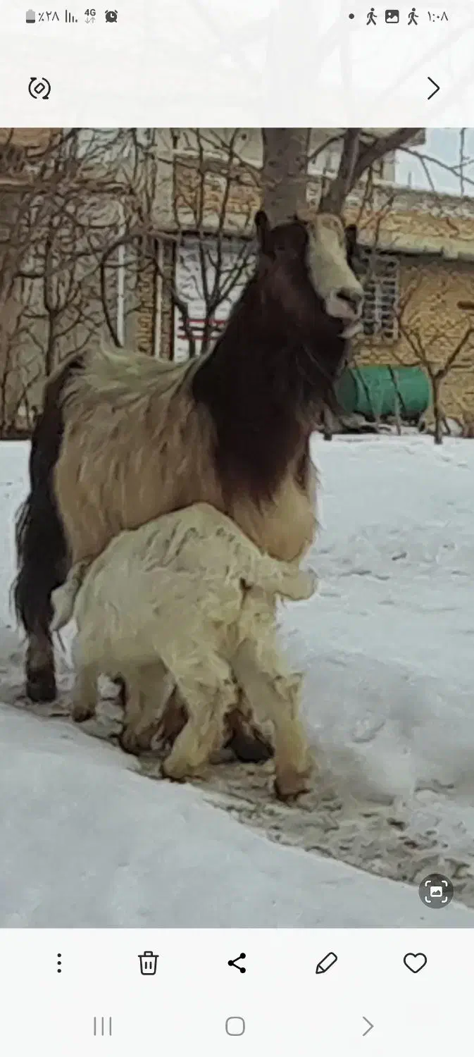 بز خانگی|حیوانات مزرعه|سیلوانه, |دیوار