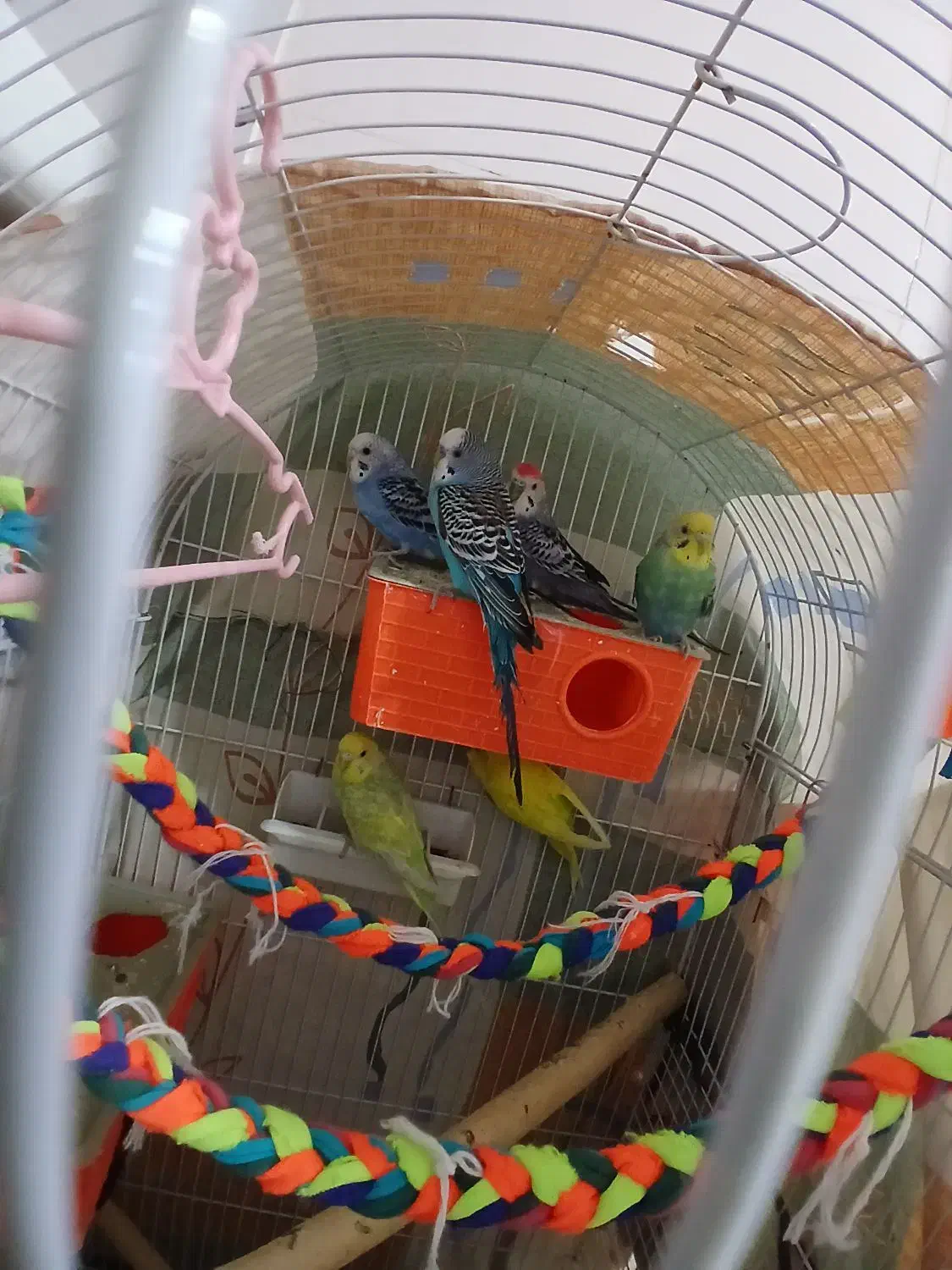 مرغ عشق|پرنده|مهران (ایلام), |دیوار