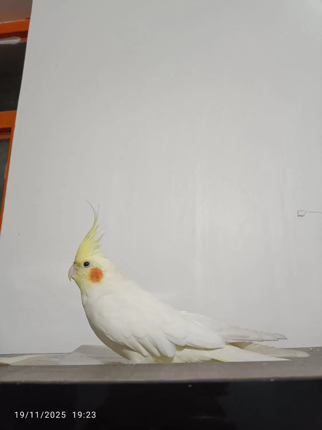 عروس هلندی نر وماده|پرنده|شوشتر, |دیوار