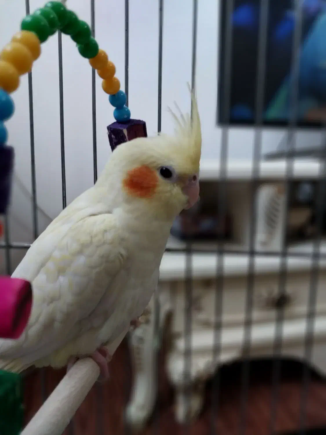 عروس هلندی|پرنده|اردبیل, |دیوار