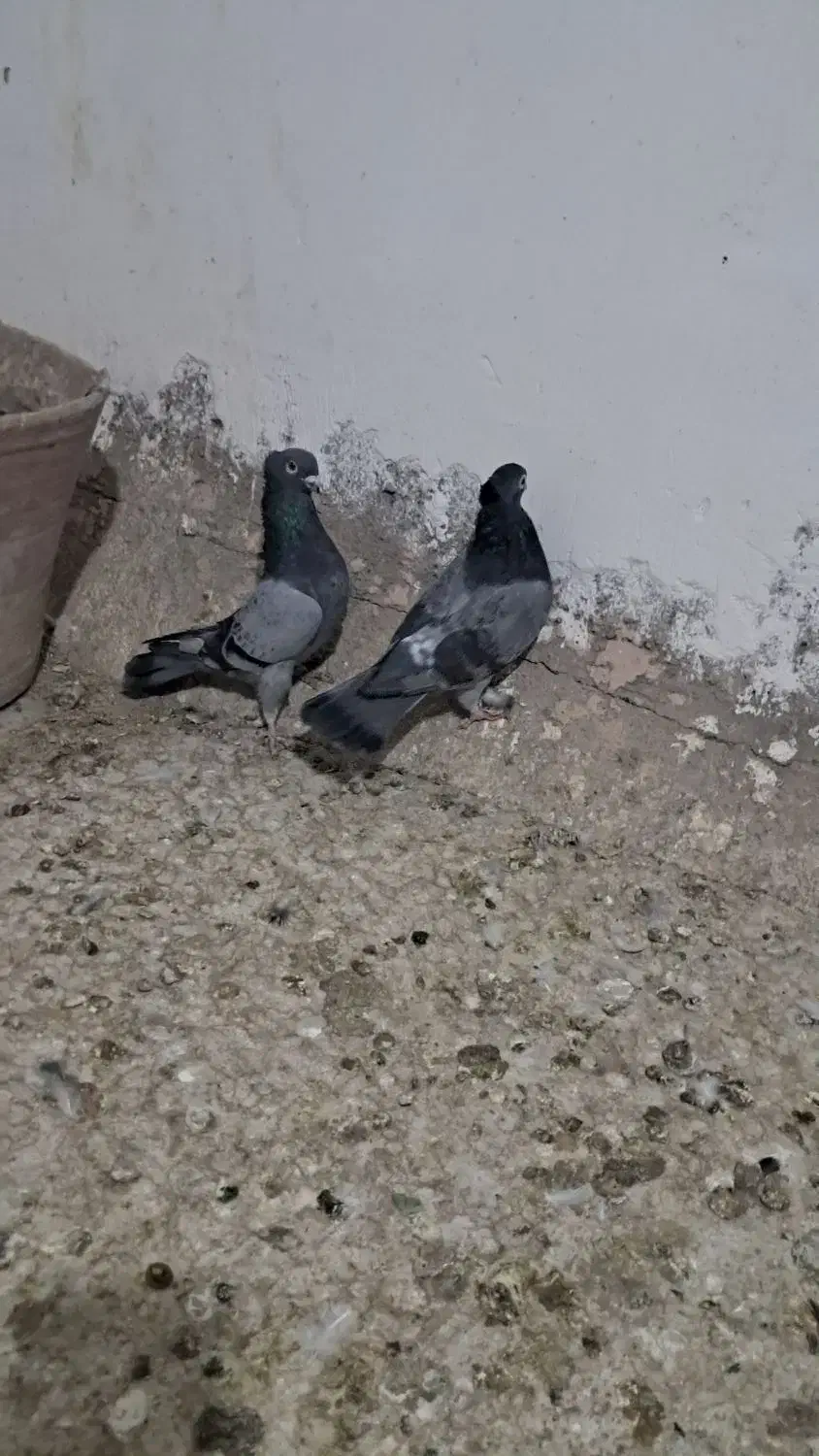 یه جفت سبزکاکولی|پرنده|سبزوار, جوادیه شرقی|دیوار