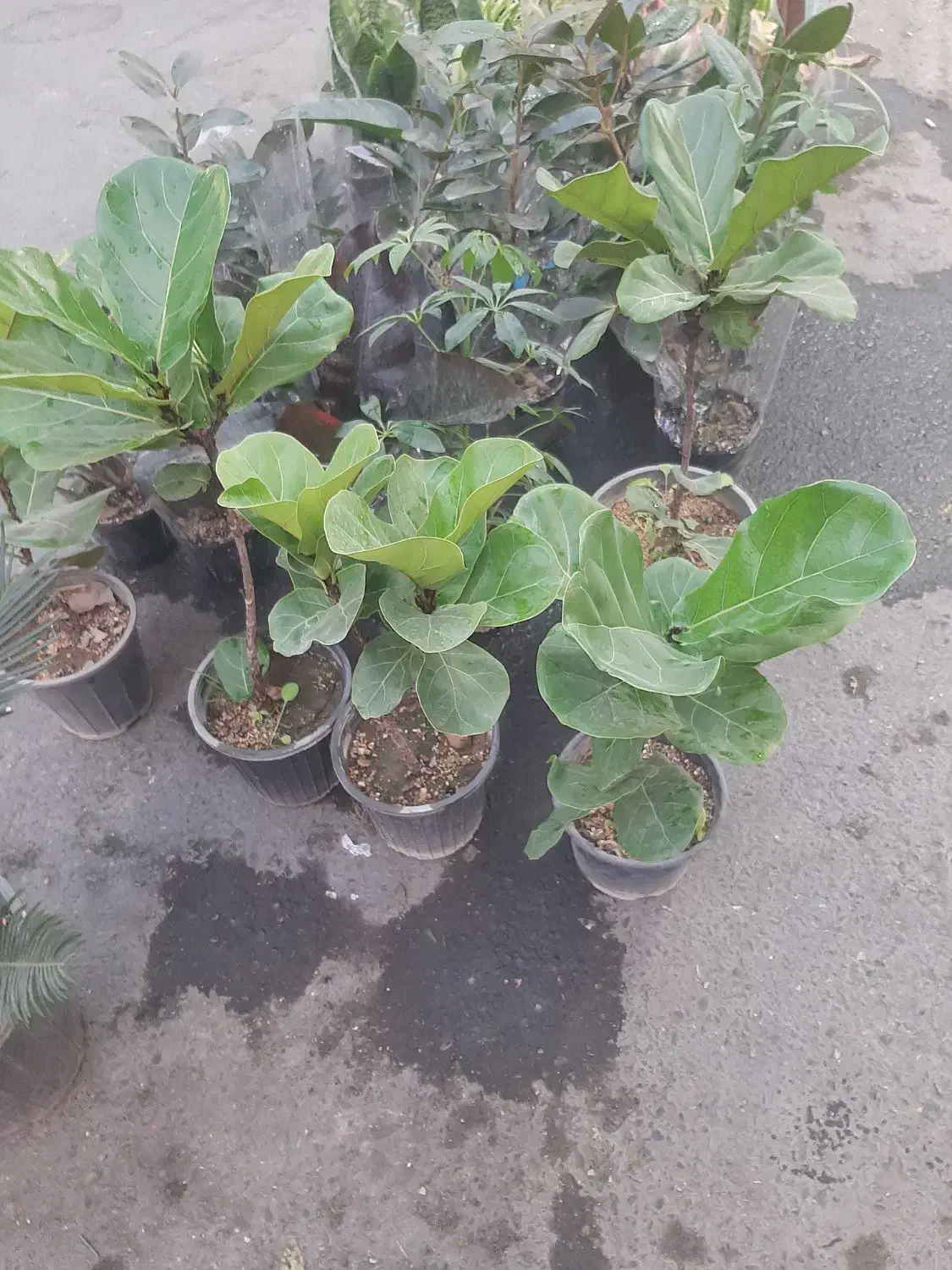 انواع گل آپارتمانی فقط ۱۰۰تومن|گل و گیاه طبیعی|نسیمشهر, |دیوار