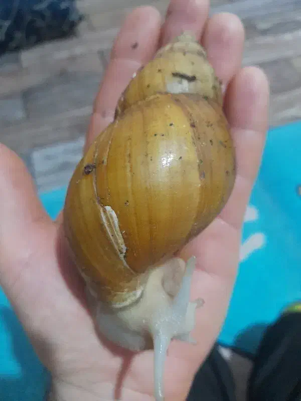 ۶تاحلزون|خزنده|همدان, |دیوار