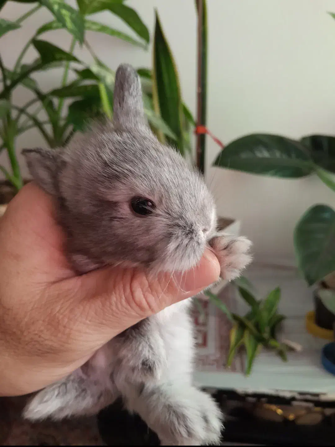 زیبا ترین نژاد بچه خرگوش نژاد ترکیبی لاین هد و لوپ|موش و خرگوش|چالوس, |دیوار