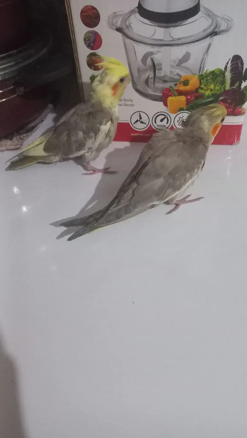 عروس هلندی|پرنده|بجنورد, |دیوار