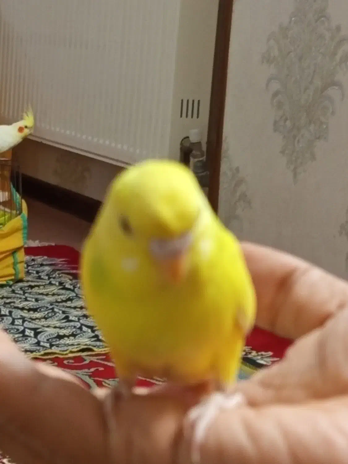 مرغ عشق|پرنده|فولادشهر, مسکن مهر فولادشهر|دیوار