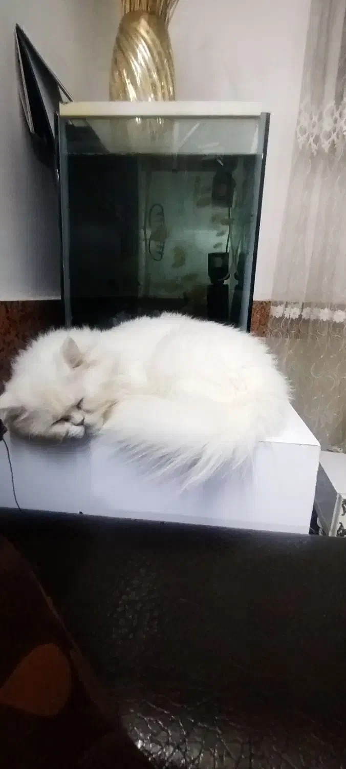 گربه پرشین.|گربه|گرگان, |دیوار