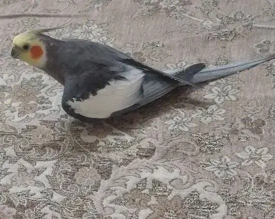 عروس هلندی سخنگو|حیوانات|صدرا-فارس, فاز ۱|دیوار