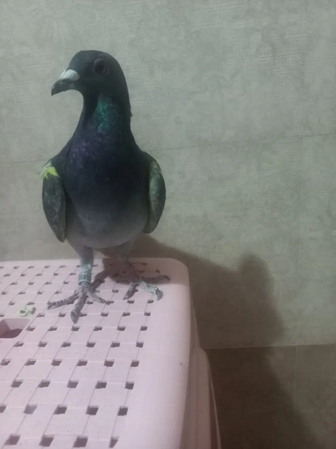 مژدگانی|حیوانات|اصفهان, لنبان|دیوار