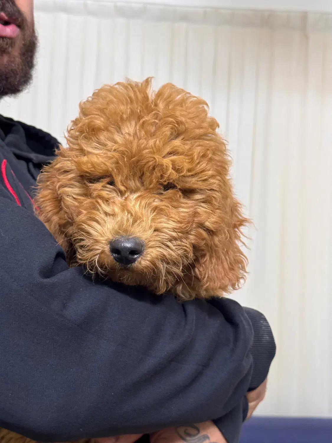 پودل مینیاتور نر رنگ رد ۳/۵ ماهه|سگ|بابل, |دیوار