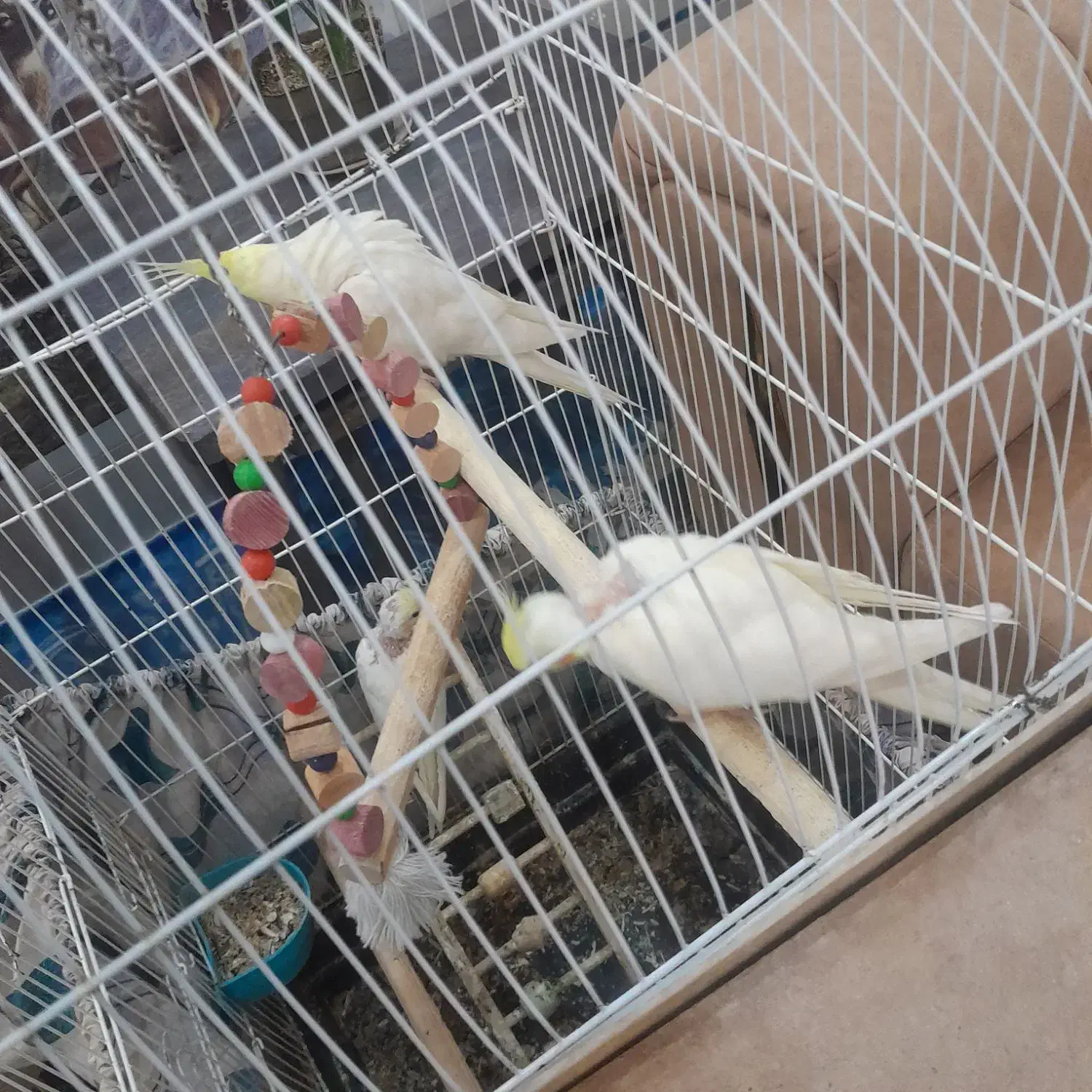 عروس هلندی|پرنده|قیدار, |دیوار