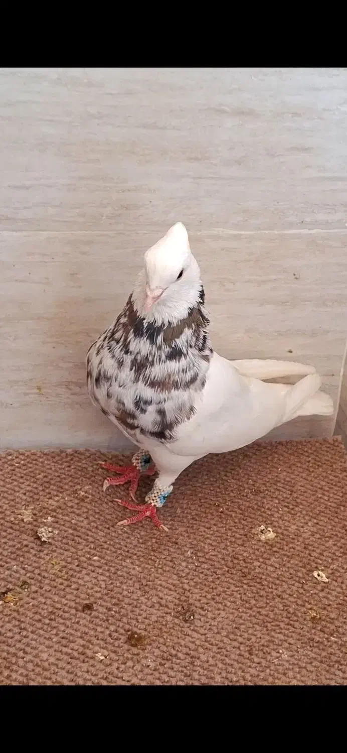 طوقی گمشده|حیوانات|اهواز, رسالت|دیوار