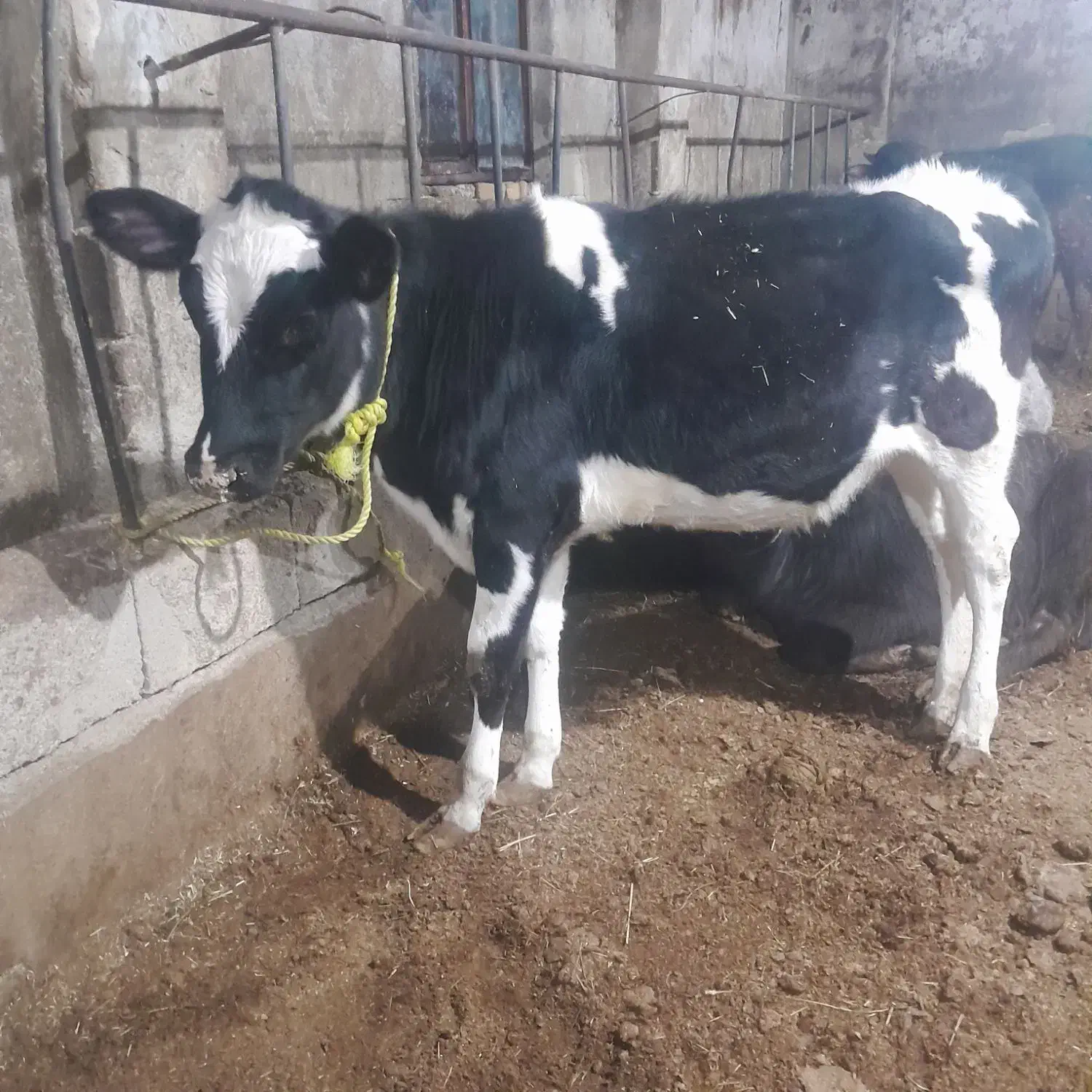 گوساله ماده|حیوانات مزرعه|نوشین شهر, |دیوار