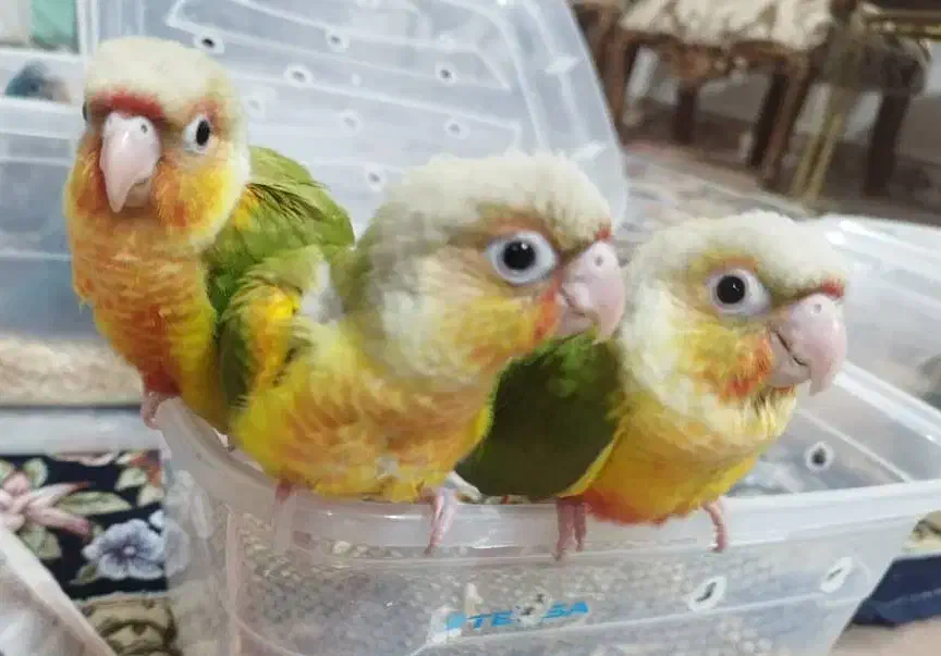 راهب گرینچیک کوتوله برزیلی عروس هلندی|حراج|رشت, لاکان|دیوار