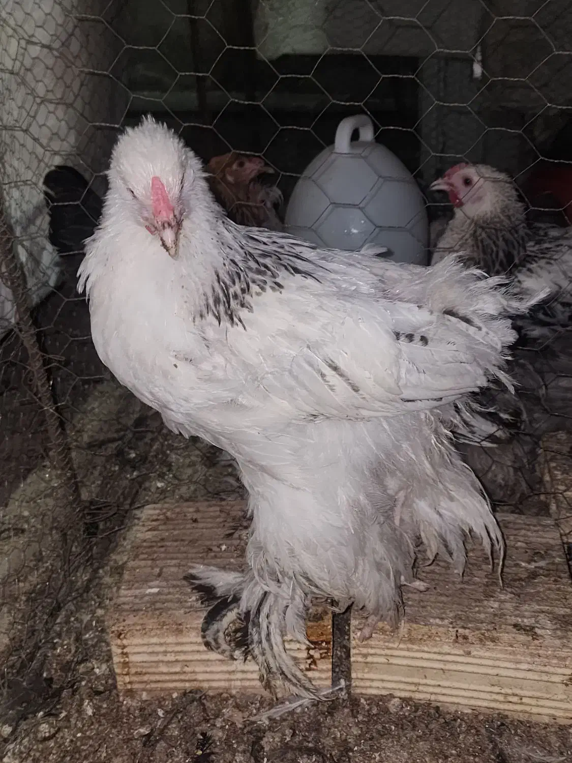 جوجه مرغ خروس برهما ۴.۵ ماهه|حیوانات مزرعه|یزد, |دیوار