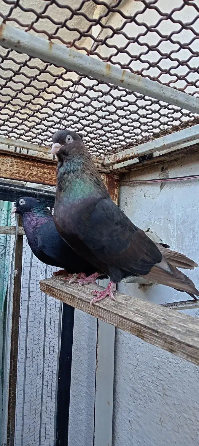 کبوتر زاغ آبادانی|پرنده|قائمشهر, |دیوار