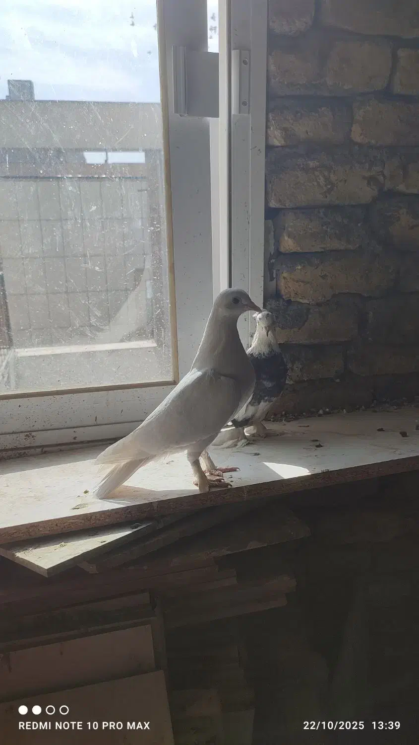 6عدد صید و کفتر بوم|پرنده|مشهد, کارمندان دوم|دیوار