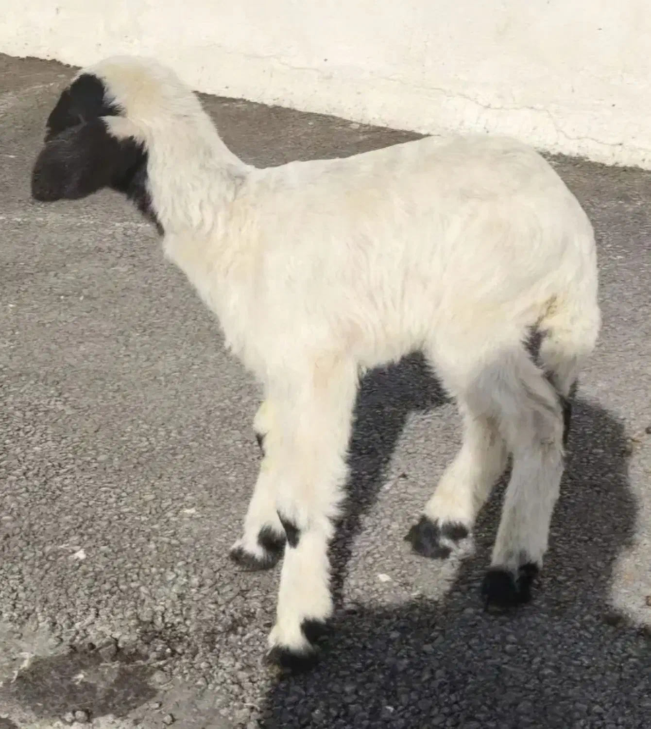 بره شیری ماده|حیوانات مزرعه|بروجرد, |دیوار