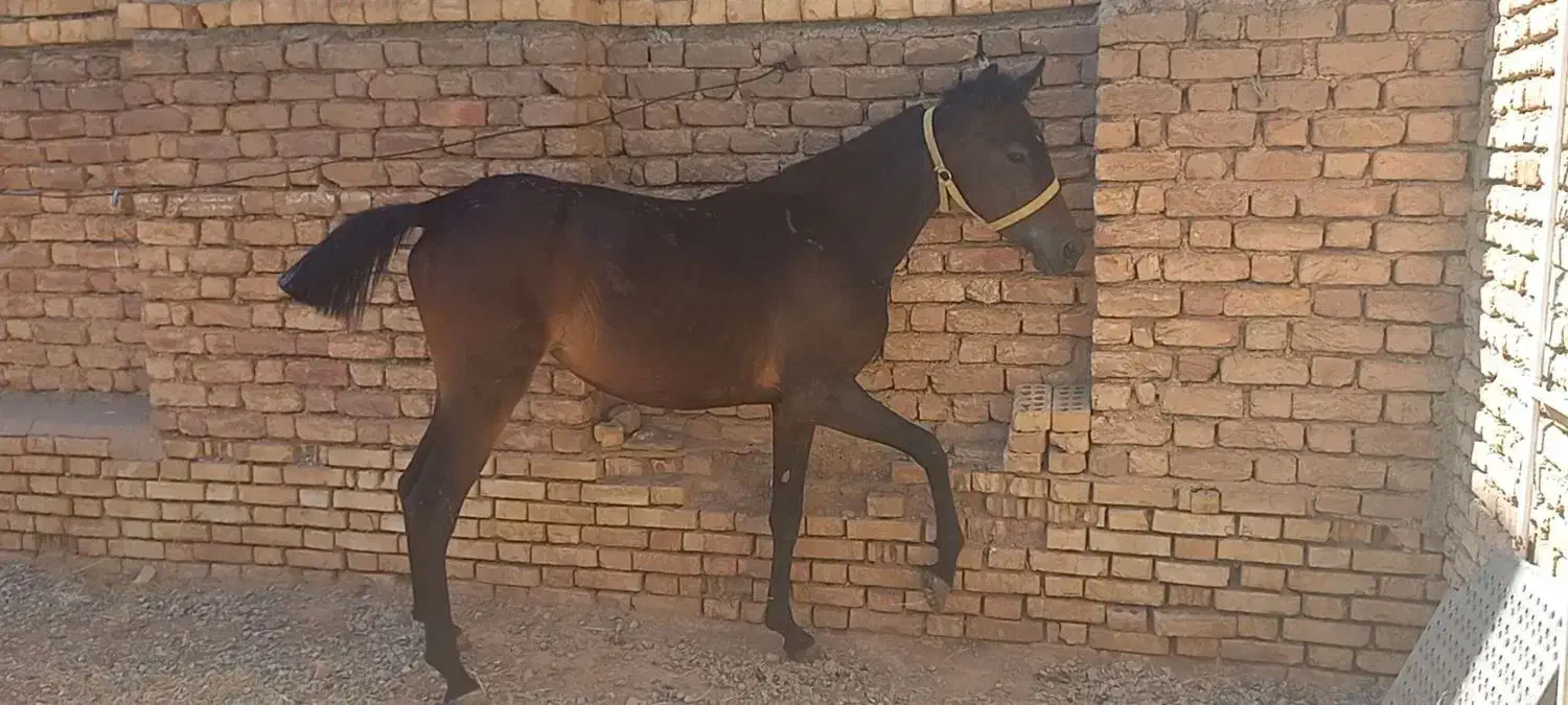 اسب|اسب و تجهیزات اسبسواری|اصفهان, عباسآباد|دیوار