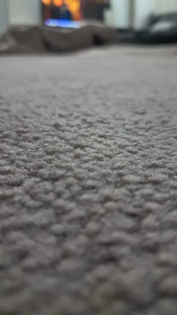 پالاز موکت|موکت|مشهد, هنرور|دیوار