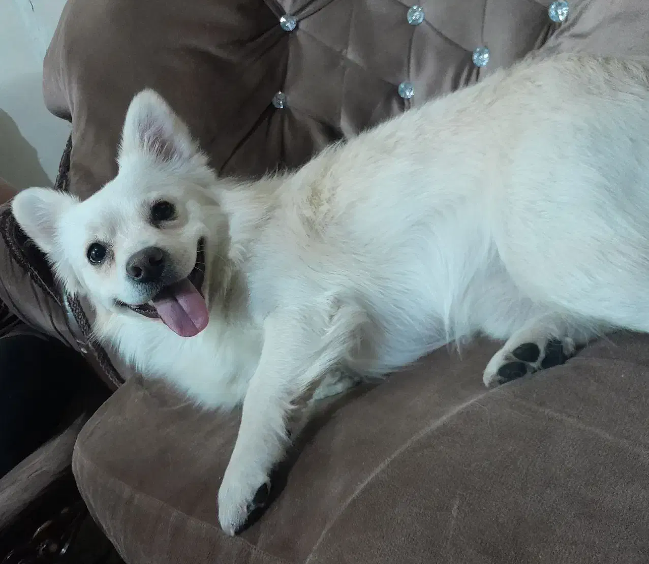 سگ نژاد اشپیتز|سگ|یزد, |دیوار