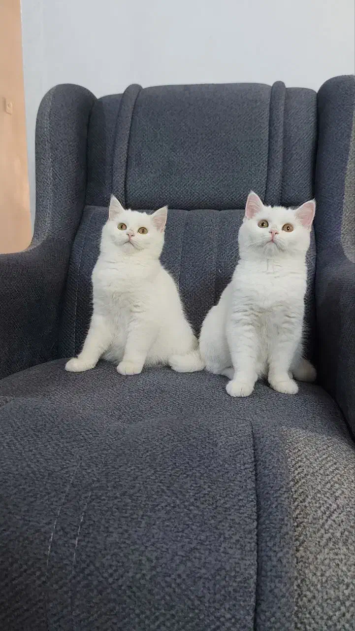 گربه|گربه|پرند, فاز ۰|دیوار