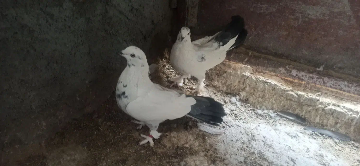 کبوتر|پرنده|فرخ‌شهر, |دیوار