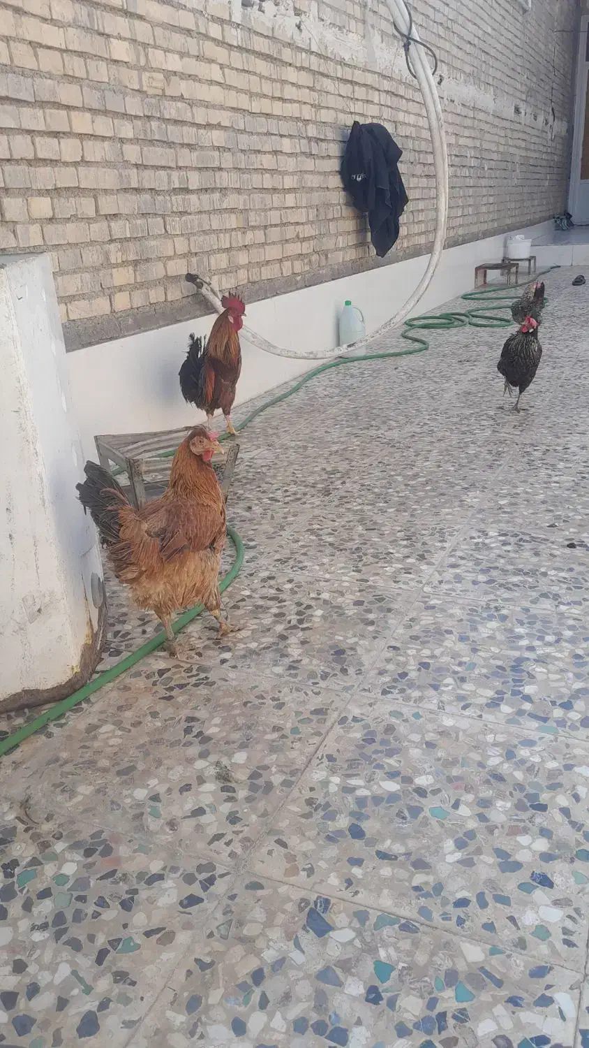 مرغ و خروس عربی سر حال و تخم گذار|پرنده|اهواز, گلدشت|دیوار