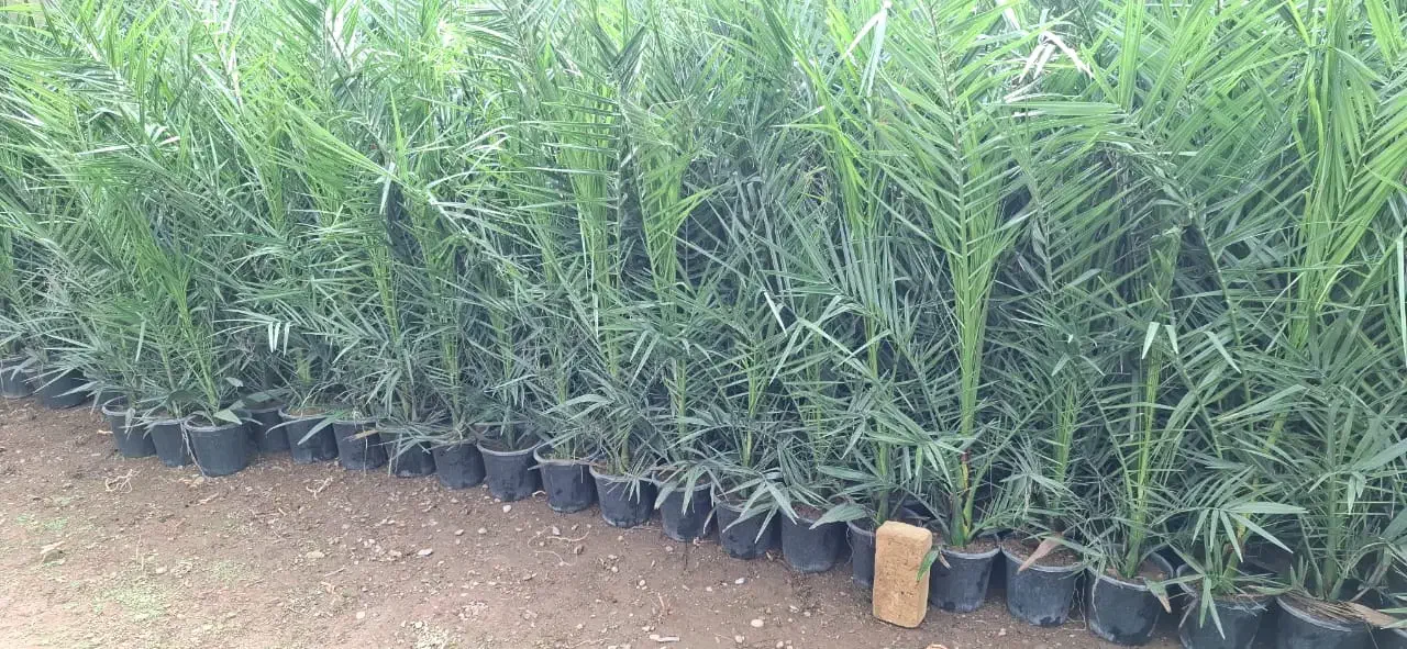 فونیکس|گل و گیاه طبیعی|اصفهان, اصفهانک|دیوار