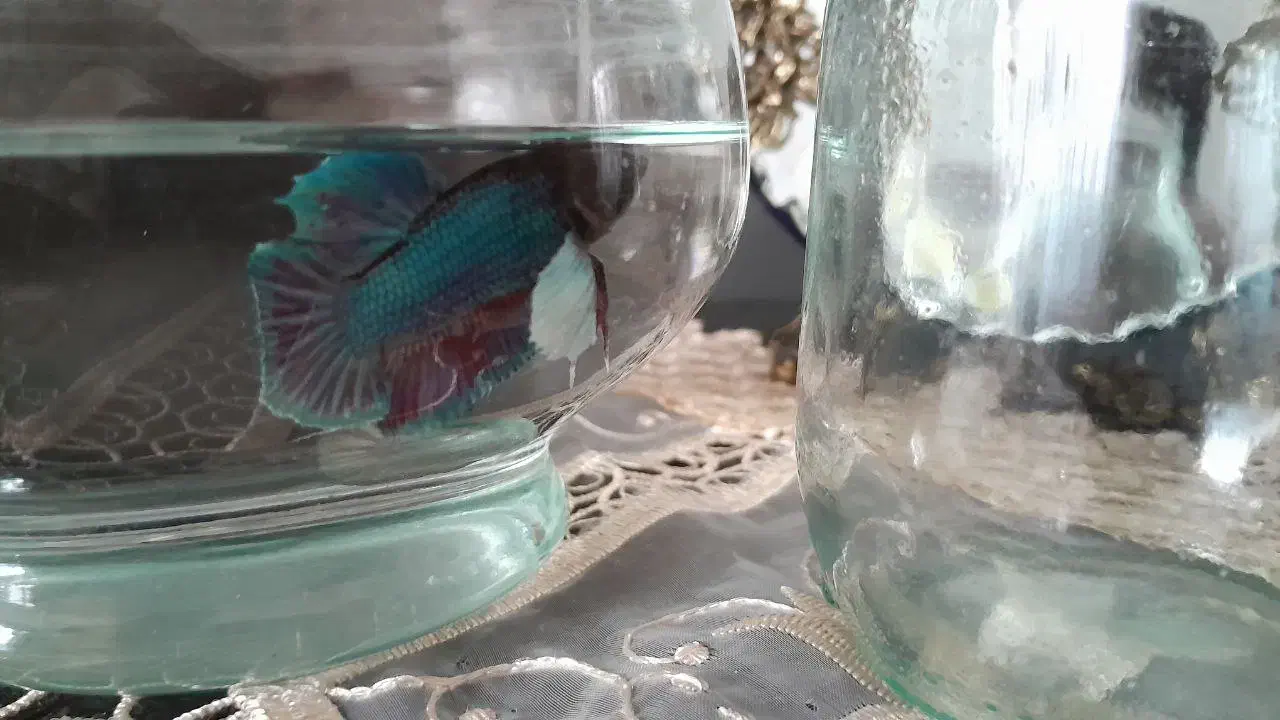 فروش ۳عدد فایتر مولد هافمون|ماهی|سلماس, |دیوار