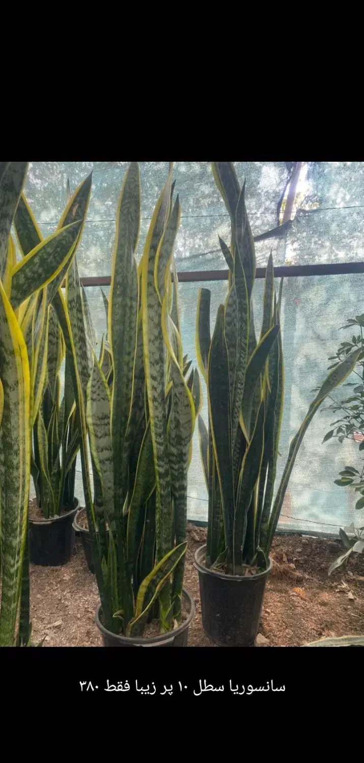 گل طبیعی|گل و گیاه طبیعی|میناب, |دیوار