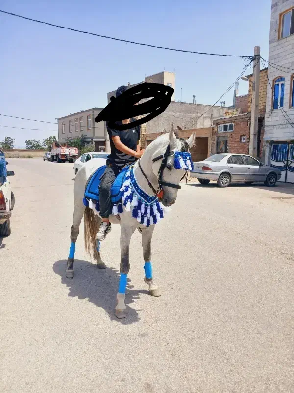 گمشده در محله نیار|حیوانات|اردبیل, |دیوار