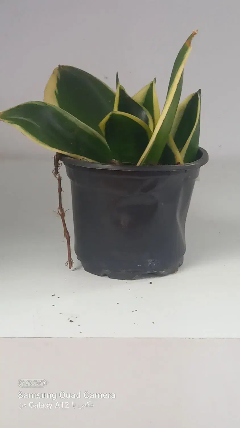 گل مخصوص خانه|گل و گیاه طبیعی|اصفهان, گرکان|دیوار