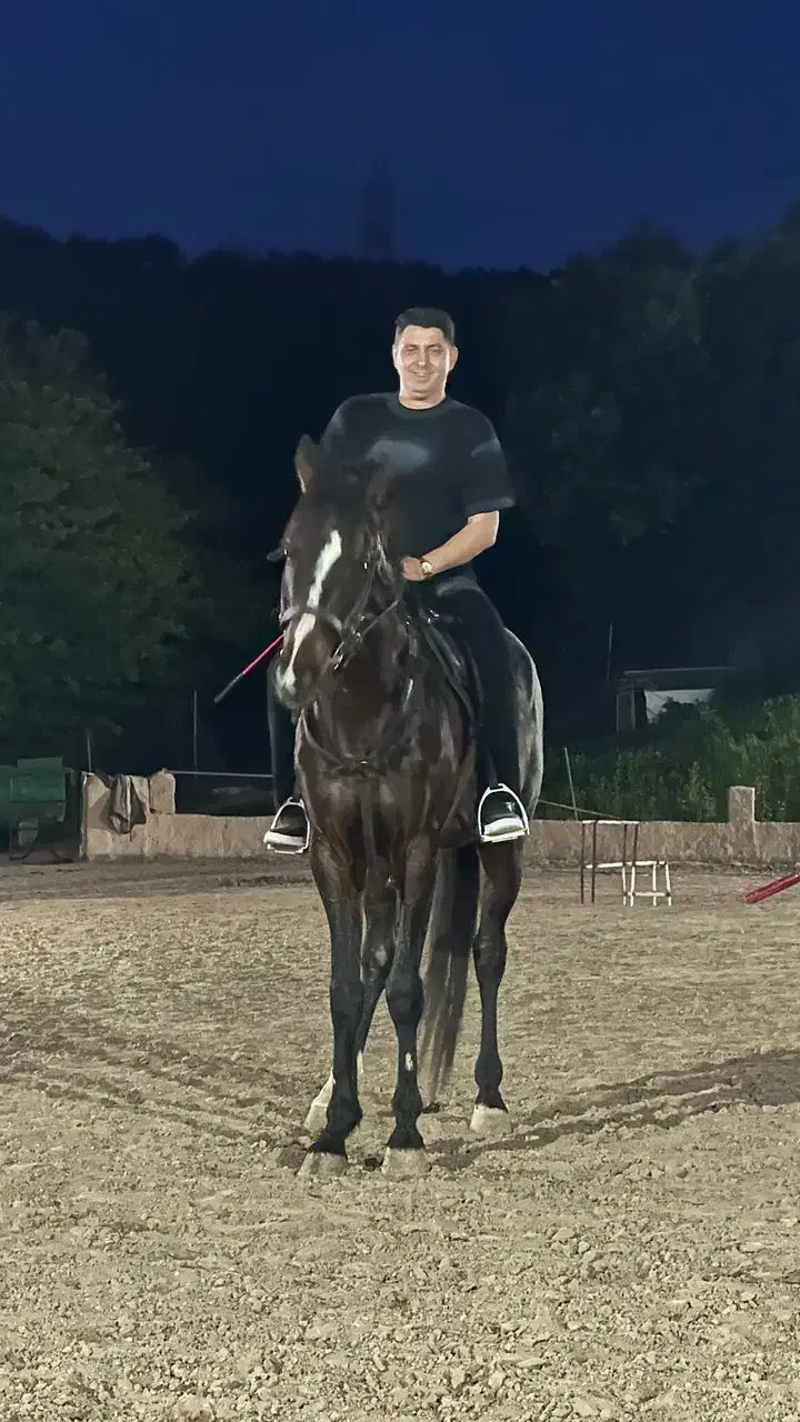 حیوان|اسب و تجهیزات اسبسواری|سرخرود, |دیوار