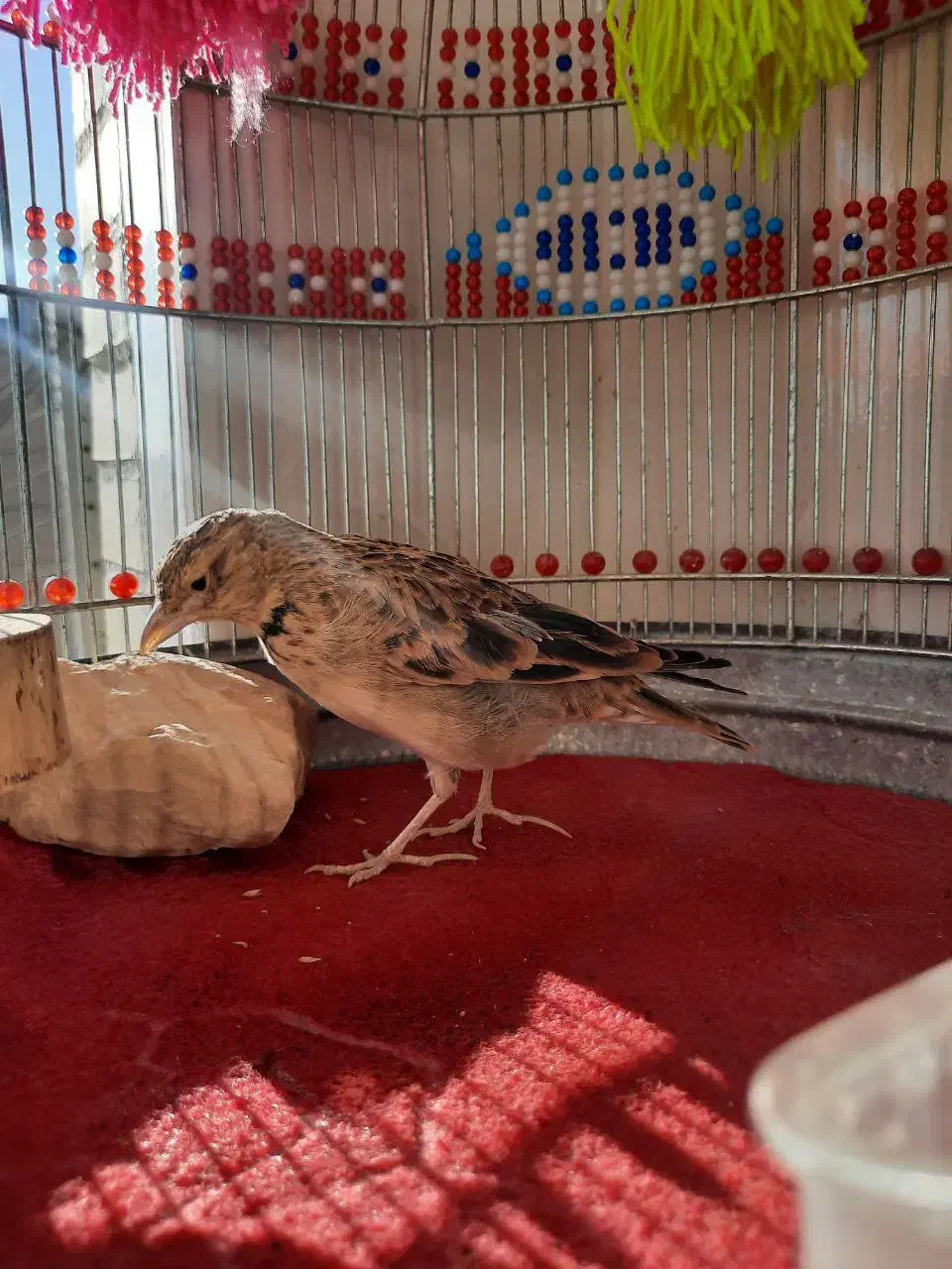 سهره قناری|پرنده|یزد, |دیوار