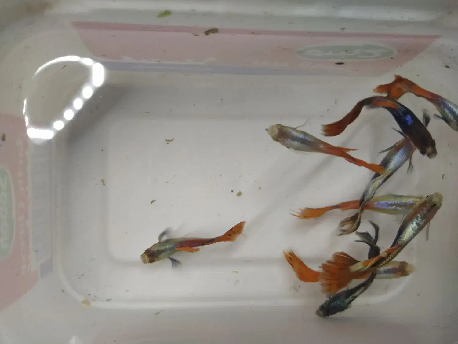 ماهی گوپی|ماهی|اقبالیه, |دیوار