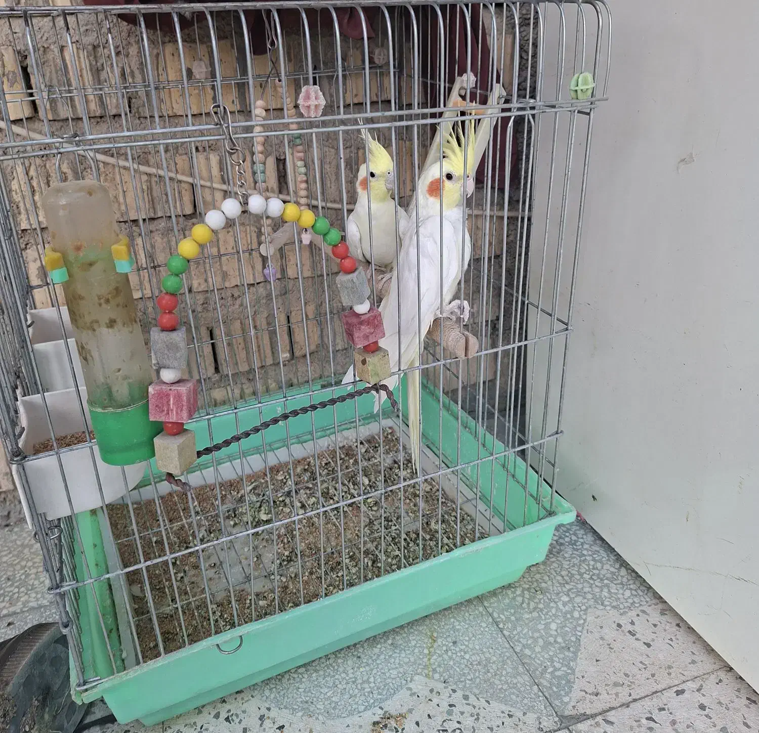 عروس هلندی|پرنده|شیراز, شهرک گلستان|دیوار