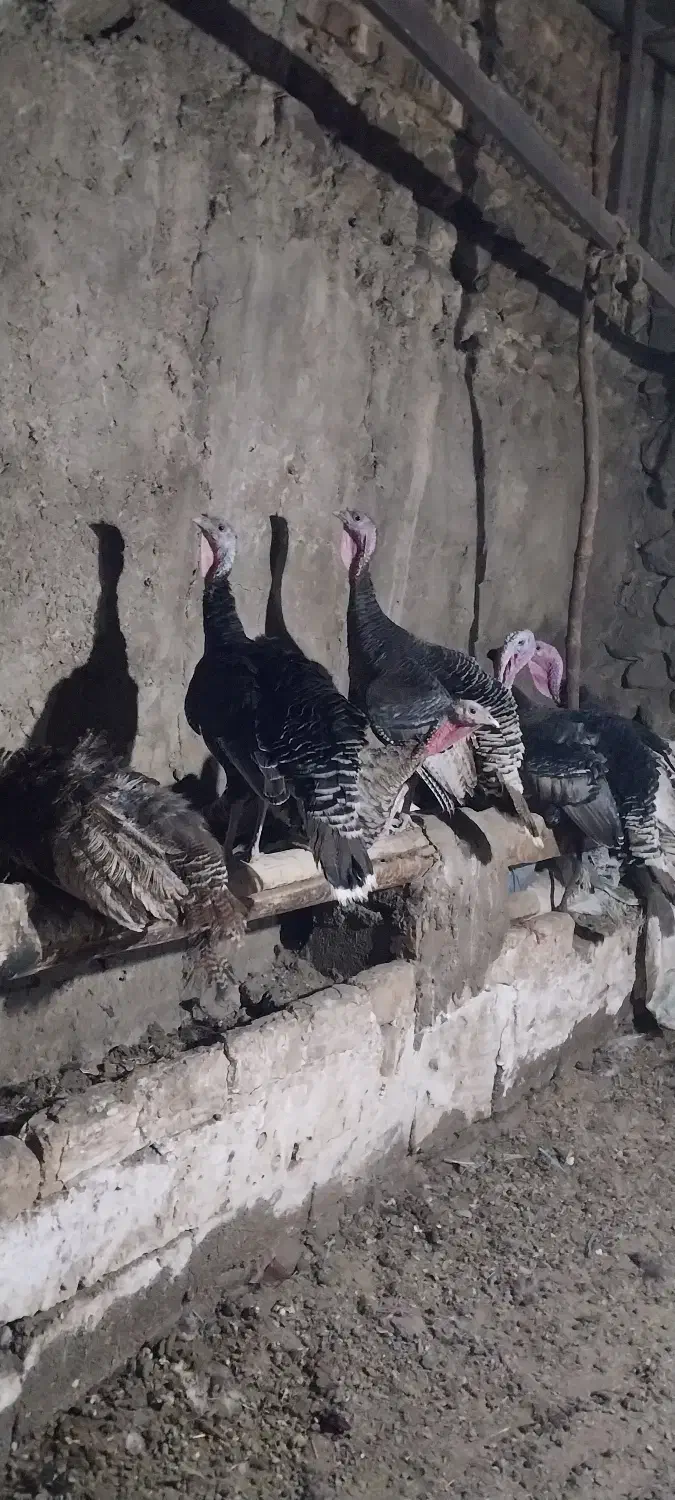 بوقلمون|حیوانات مزرعه|هشتگرد, شهرک دانش|دیوار