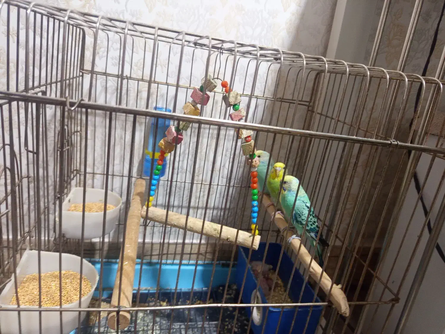 مرغ عشق|پرنده|مهاباد (آذربایجان غربی), |دیوار