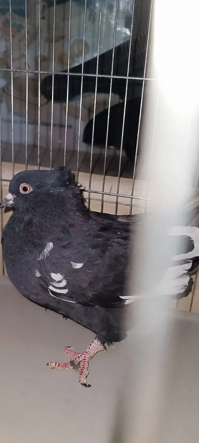 کفتر سینه سیاه|پرنده|شیراز, مسلم|دیوار