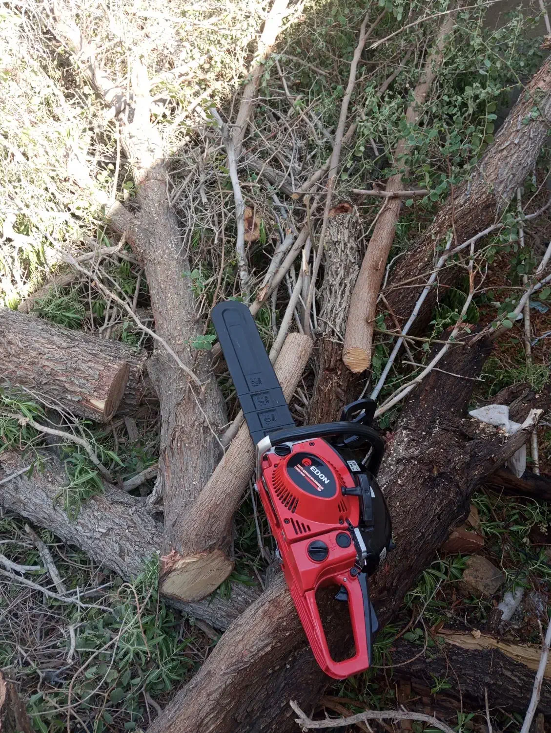 قطع درختان با اره برقی|خدمات باغبانی و درختکاری|ایرانشهر, |دیوار